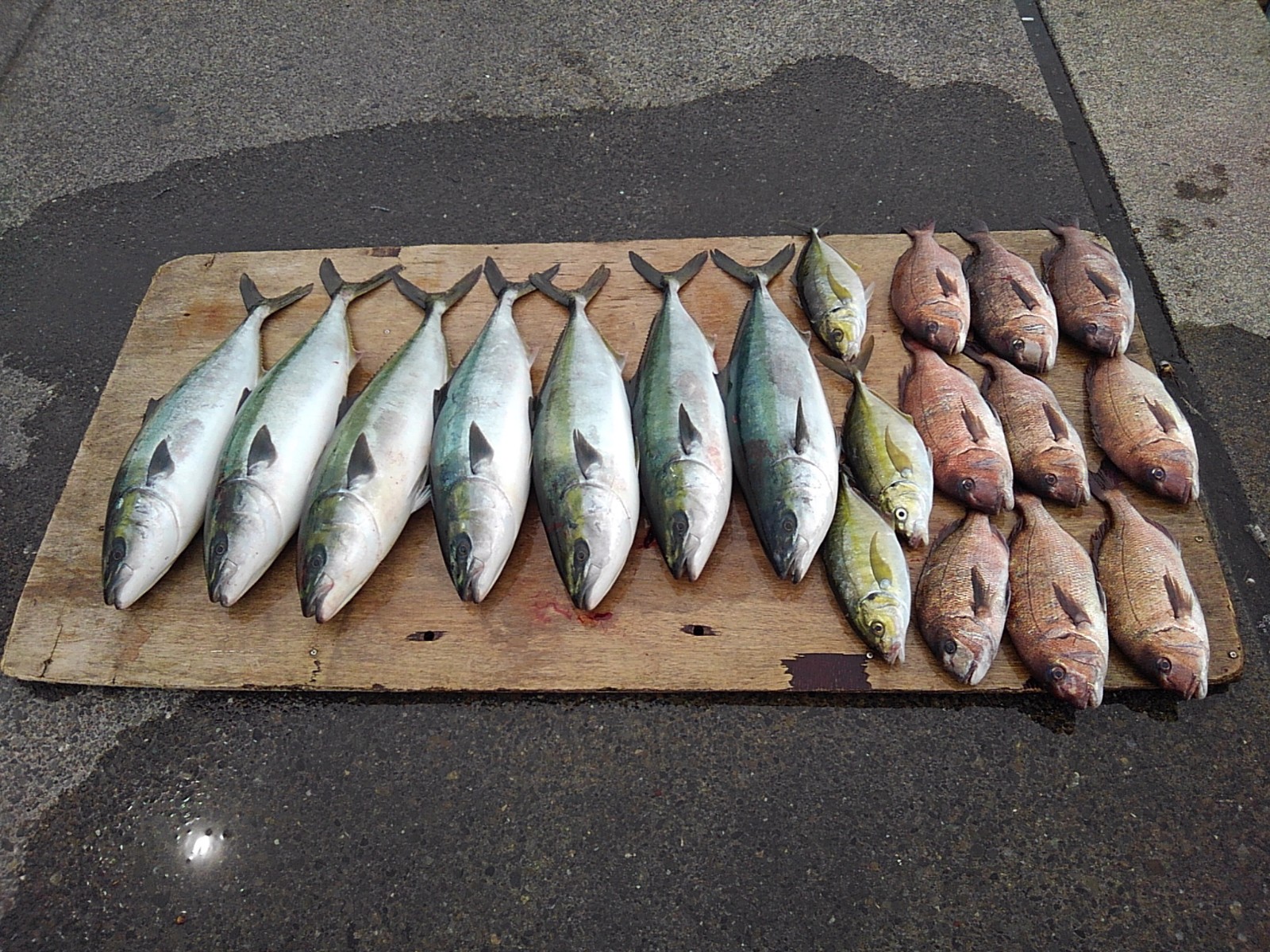 本日の釣果