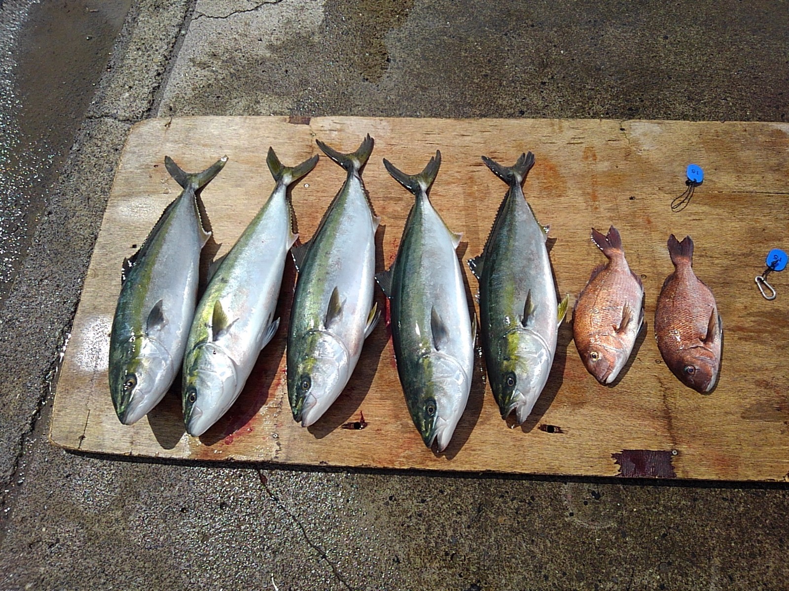 本日の釣果