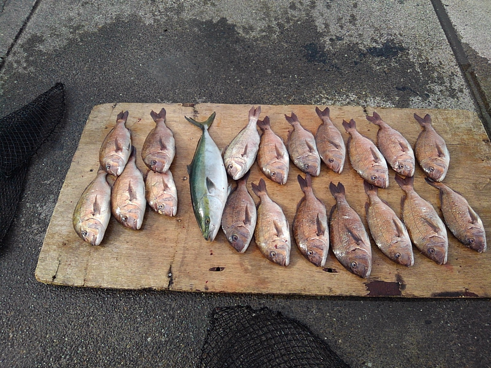 本日の釣果