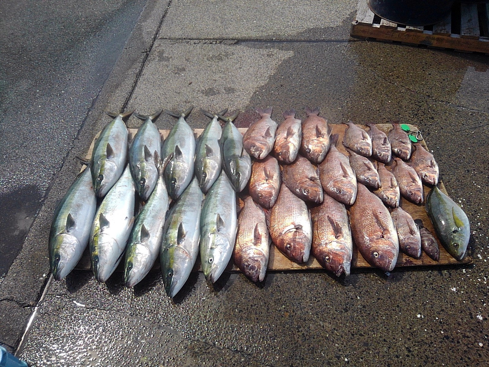 本日の釣果