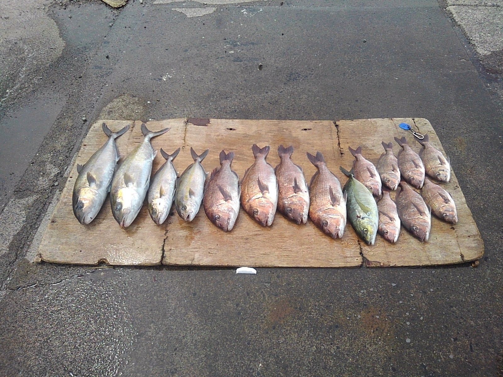 本日の釣果