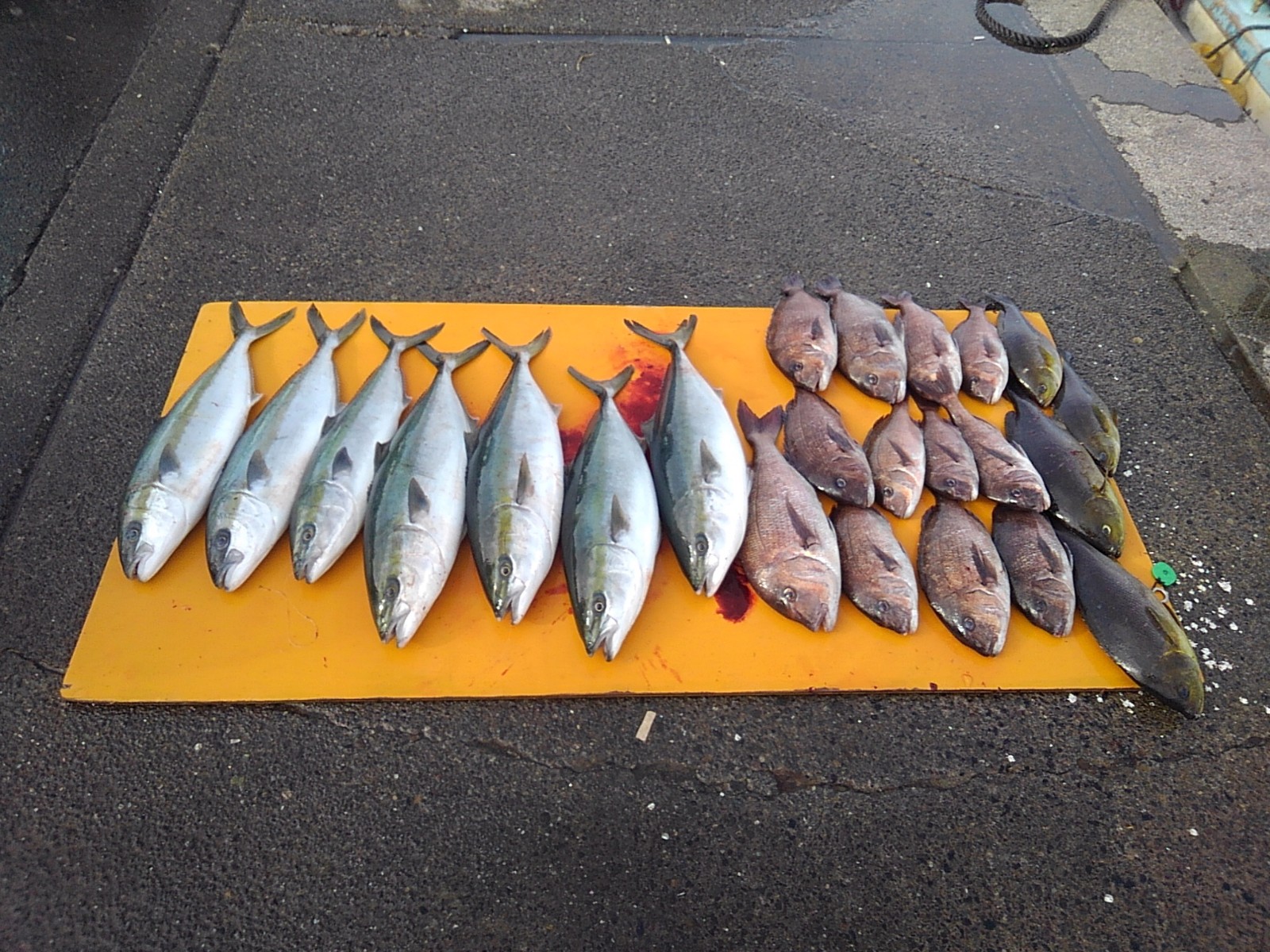本日の釣果